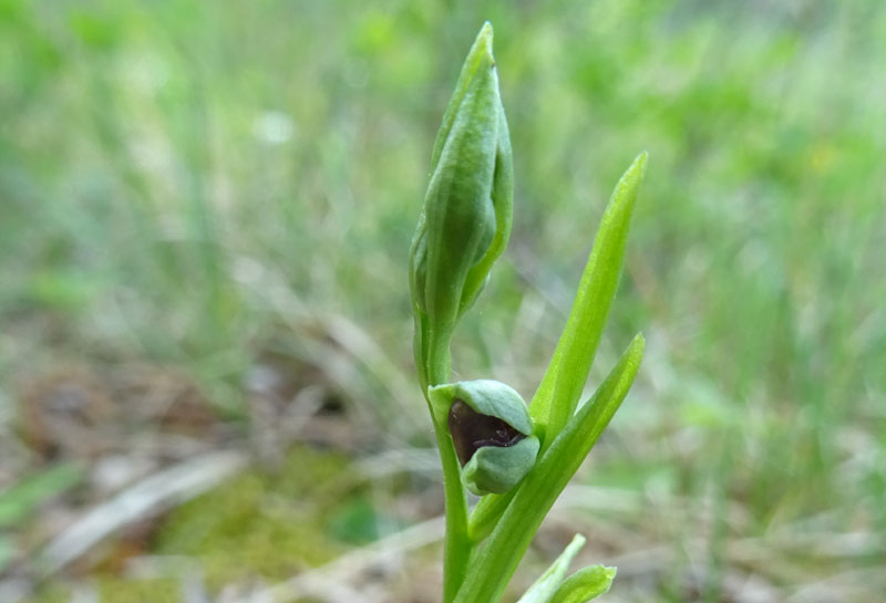 Ophrys insectifera subsp. insectifera